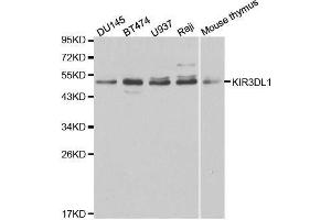 Western Blotting (WB) image for anti-Killer Cell Immunoglobulin-Like Receptor, three Domains, Long Cytoplasmic Tail, 1 (KIR3DL1) (AA 22-222) antibody (ABIN3015534)
