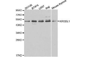 Western blot analysis of extracts of various cell lines, using KIR3DL1 antibody. (KIR3DL1 抗体  (AA 22-222))
