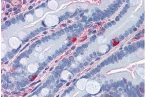 Human Small Intestine (formalin-fixed, paraffin-embedded) stained with APOA1 antibody ABIN364438 at 10 ug/ml followed by biotinylated anti-mouse IgG secondary antibody ABIN481714, alkaline phosphatase-streptavidin and chromogen. (APOA1 抗体)