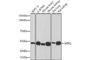 Western blot analysis of extracts of various cell lines, using WIPI1 Rabbit mAb (ABIN7271363) at 1:500 dilution. (WIPI1 抗体)
