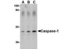 Western blot analysis of Caspase-1 in HeLa cell lysate with AP30188PU-N Caspase-1 antibody (IN) at (A) 0. (Caspase 1 抗体  (Intermediate Domain))