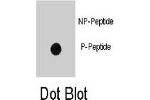 Dot blot analysis of INSR (phospho Y1185) polyclonal antibody  on nitrocellulose membrane. (Insulin Receptor 抗体  (pTyr1185))