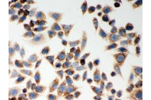 Immunocytochemistry (ICC) image for anti-Nucleotide-Binding Oligomerization Domain Containing 1 (NOD1) (AA 1-160) antibody (ABIN3032080)
