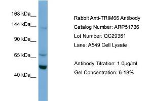 WB Suggested Anti-TRIM66  Antibody Titration: 0. (TRIM66 抗体  (N-Term))