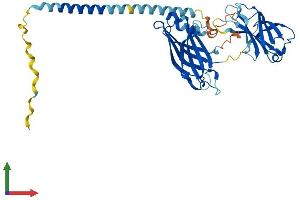 AlphaFold protein structure predicition of Human Recombinant SYT5 Protein, UniprotID O00445