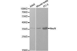 Western blot analysis of extracts of various cells, using NeuN(RBFOX3) antibody. (NeuN 抗体)