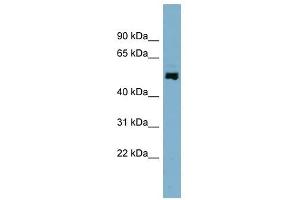 STAMBPL1 antibody used at 1 ug/ml to detect target protein. (STAMBPL1 抗体  (N-Term))