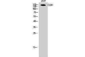 Western Blotting (WB) image for anti-Cut-Like Homeobox 1 (CUX1) (N-Term) antibody (ABIN3183849) (CUX1 抗体  (N-Term))