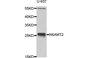 Western blot analysis of extracts of U-937 cells, using N6AMT2 antibody (ABIN5975138) at 1/1000 dilution. (N6AMT2 抗体)