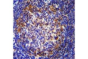 PAX5 antibody immunohistochemistry analysis in formalin fixed and paraffin embedded human tonsil tissue (PAX5 抗体  (AA 178-207))