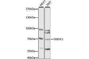 Western blot analysis of extracts of various cell lines, using DIXDC1 antibody (ABIN7266803) at 1:1000 dilution. (DIXDC1 抗体  (AA 173-472))
