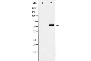 Western blot analysis of YAP phosphorylation expression in COS7 whole cell lysates,The lane on the left is treated with the antigen-specific peptide. (YAP1 抗体  (pSer127))