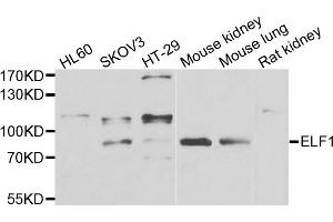 Western blot analysis of extracts of various cell lines, using ELF1 antibody.