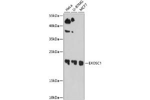 Western blot analysis of extracts of various cell lines, using EXOSC1 antibody  at 1:1000 dilution. (EXOSC1 抗体  (AA 1-195))
