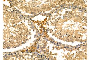 ABIN6263750 and ABIN6277026 at 1/100 staining Rat testis tissue by IHC-P. (CD73 抗体  (N-Term))