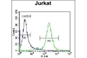 DARS Antibody (N-term) (ABIN655040 and ABIN2844671) flow cytometric analysis of Jurkat cells (right histogram) compared to a negative control cell (left histogram). (DARS 抗体  (N-Term))