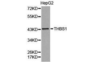 Western Blotting (WB) image for anti-Thrombospondin 1 (THBS1) antibody (ABIN1875089) (Thrombospondin 1 抗体)