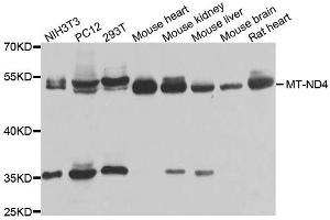 Western blot analysis of extracts of various cell lines, using MT-ND4 antibody (ABIN6003649) at 1/1000 dilution. (Mitochondrially Encoded NADH Dehydrogenase 4 (MT-ND4) 抗体)