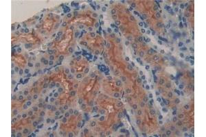 Detection of LCN8 in Mouse Kidney Tissue using Polyclonal Antibody to Lipocalin 8 (LCN8) (LCN8 抗体  (AA 27-176))