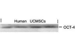 Western blot analysis of extracts from human Umbilical cord mesenchymal stem cell using OCT-4. (OCT4 抗体  (AA 232-236))