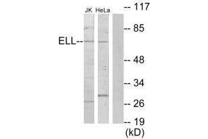 Western blot analysis of extracts from Jurkat cells and HeLa cells, using ELL antibody. (ELL 抗体)