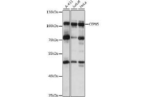 Western blot analysis of extracts of various cell lines, using CEP85 antibody (ABIN7266281) at 1:1000 dilution. (CEP85 抗体  (AA 130-430))