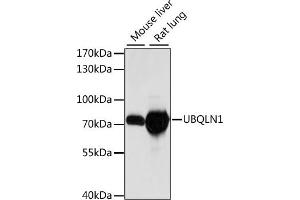 Western blot analysis of extracts of various cell lines, using UBQLN1 antibody (ABIN7271122) at 1:1000 dilution.