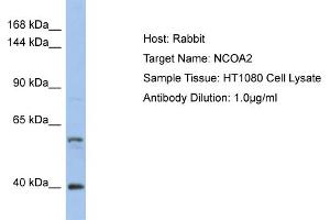 Host: Rabbit Target Name: NCOA2 Sample Type: HT1080 Whole Cell lysates Antibody Dilution: 1. (NCOA2 抗体  (Middle Region))