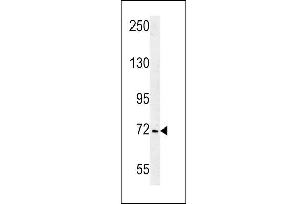 SHCBP1 抗体  (C-Term)