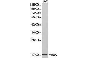 Western Blotting (WB) image for anti-Glycoprotein Hormones, alpha Polypeptide (CGA) antibody (ABIN1871812) (CGA 抗体)