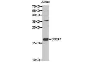 Western Blotting (WB) image for anti-CD247 Molecule (CD247) antibody (ABIN1871602) (CD247 抗体)