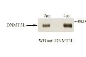 Immunoblotting. (DNMT3L 抗体  (AA 152-164))