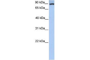 WB Suggested Anti-PCK1 Antibody Titration:  1. (PCK1 抗体  (Middle Region))