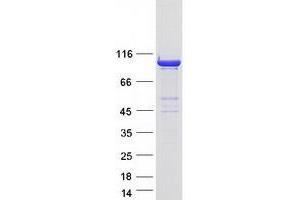 Validation with Western Blot