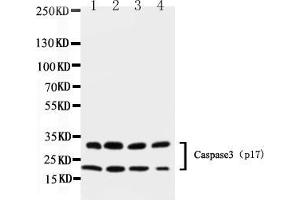 Western blot analysis of Caspase-3 (P17)  using anti- Caspase-3 (P17)  antibody . (Caspase 3 抗体  (N-Term))
