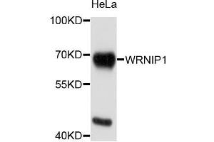 Western blot analysis of extracts of HeLa cells, using WRNIP1 antibody (ABIN5996198) at 1/1000 dilution. (WRNIP1 抗体)