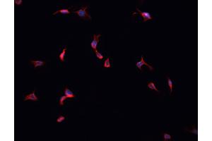 ABIN6269364 staining HepG2 cells by IF/ICC. (ERBB4 抗体  (C-Term))