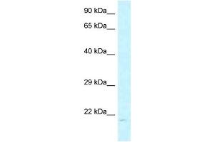 Western Blot showing ARL6IP1 antibody used at a concentration of 1 ug/ml against MCF7 Cell Lysate (ARL6IP1 抗体  (C-Term))