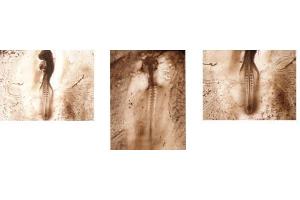 Immunohistochemistry (IHC) image for anti-Sonic Hedgehog (SHH) antibody (ABIN635696)