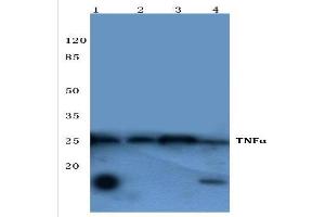 Western Blot analysis of TNF-alpha Antibody at 1/500 dilution. (TNF alpha 抗体)