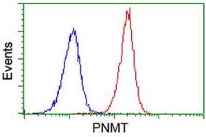 Image no. 2 for anti-Phenylethanolamine N-Methyltransferase (PNMT) antibody (ABIN1500306) (PNMT 抗体)
