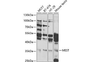 Western blot analysis of extracts of various cell lines, using MEST antibody (ABIN6133292, ABIN6143749, ABIN6143751 and ABIN6222673) at 1:1000 dilution. (MEST 抗体  (AA 146-335))