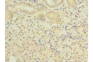 Immunohistochemistry of paraffin-embedded human pancreatic tissue using ABIN7169964 at dilution of 1:100 (SLC38A2 抗体  (AA 1-76))
