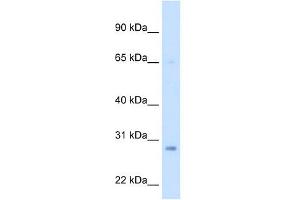 Western Blotting (WB) image for anti-Enoyl CoA Hydratase, Short Chain, 1, Mitochondrial (ECHS1) (Middle Region) antibody (ABIN629671)