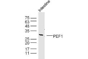 Mouse intestine lysates probed with PEF1 Polyclonal Antibody, unconjugated  at 1:300 overnight at 4°C followed by a conjugated secondary antibody at 1:10000 for 90 minutes at 37°C. (PEF1 抗体  (AA 121-230))