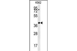 Western blot analysis in K562 cell line lysates (35ug/lane). (DGCR14 抗体  (AA 217-244))