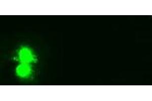 Immunofluorescence (IF) image for anti-Hematopoietically Expressed Homeobox (HHEX) (AA 100-270) antibody (ABIN1490796) (HHEX 抗体  (AA 100-270))