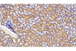 Detection of APOA4 in Mouse Kidney Tissue using Polyclonal Antibody to Apolipoprotein A4 (APOA4) (APOA4 抗体  (AA 299-369))