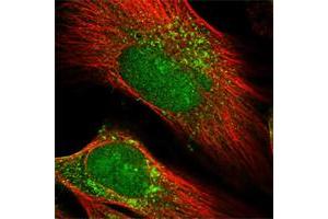Immunofluorescent staining of human cell line U-251 MG shows positivity in nucleus & vesicles. (PRUNE2 抗体)