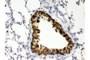 IHC testing of FFPE mouse lung with COMT antibody. (COMT 抗体  (AA 52-271))